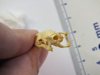 Media type: image;   Herpetology R-6675